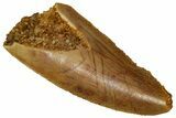 Serrated Raptor Tooth - Real Dinosaur Tooth #332201-1